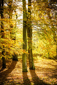 自然概念公园的落叶美丽时光金色秋天是一年中最惊人的季节图片
