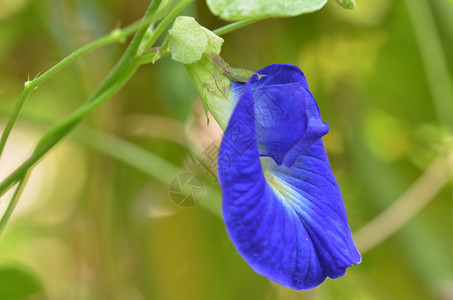 大自然中美丽的新鲜蓝豆花图片