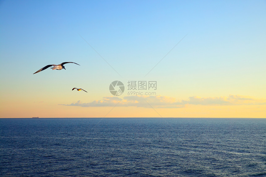 日落时海和飞行鸥图片