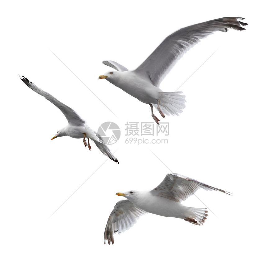 在白色背景上孤立的飞行海鸥图片