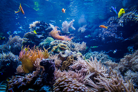 带鱼和石的多彩珊瑚礁背景图片