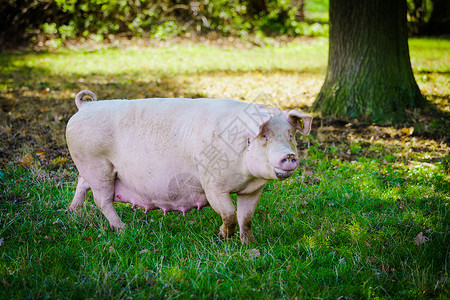 猪在草地里吃图片