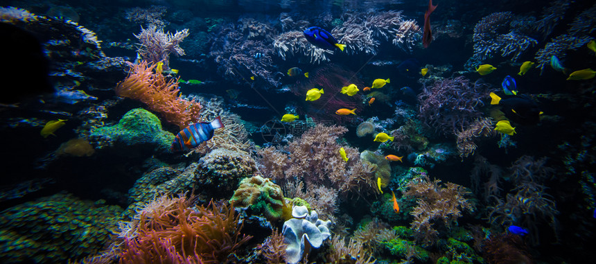 珊瑚礁上的热带鱼类图片