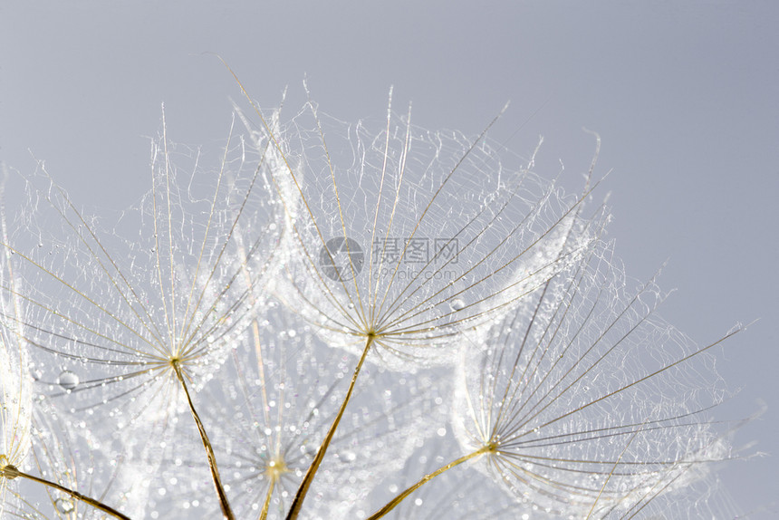 dandelion种子背景宏观封闭春季自然图片