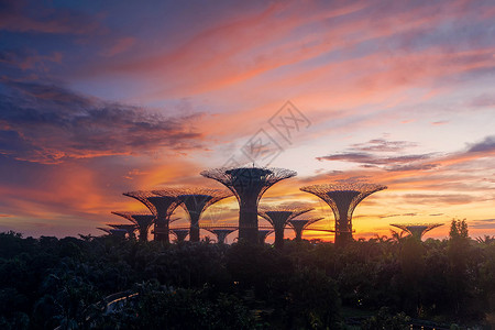 超级树林园新加坡城日出时在玛丽娜湾海旁的花园图片