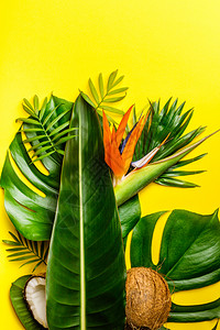黄色背景的椰子和热带叶复制空间平地热带怪物a黄色背景的热带叶顶视图片