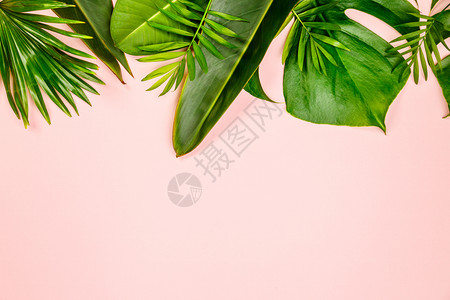 热带树叶和粉红背景的鲜花最低概念平铺图片