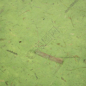 绿色的泰国香蕉纸背景包含重香蕉树皮背景图片