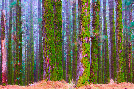 金丝雀松木含有麻松的福吉森林背景