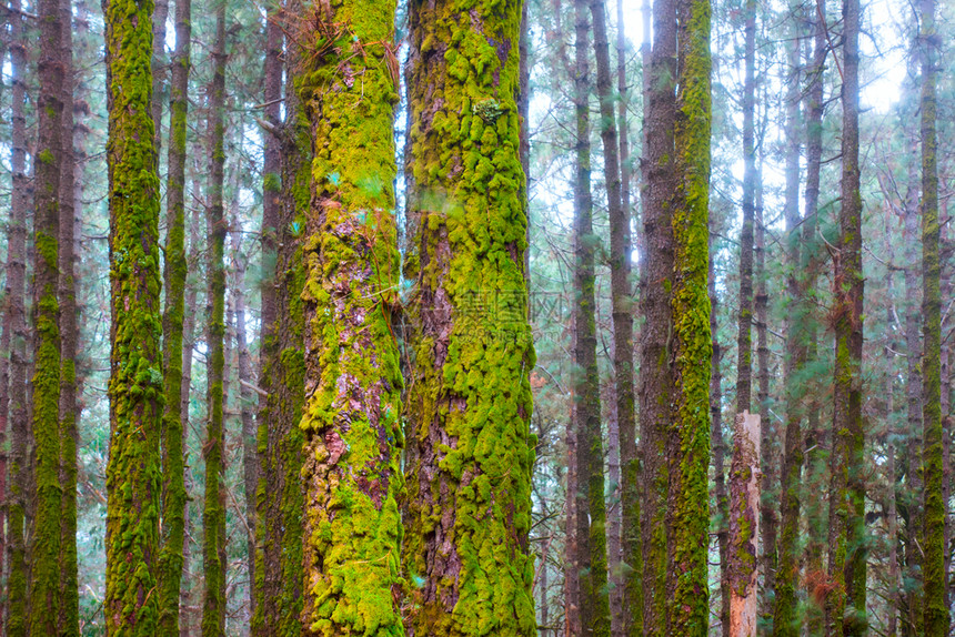 在雾林中松树和苔图片