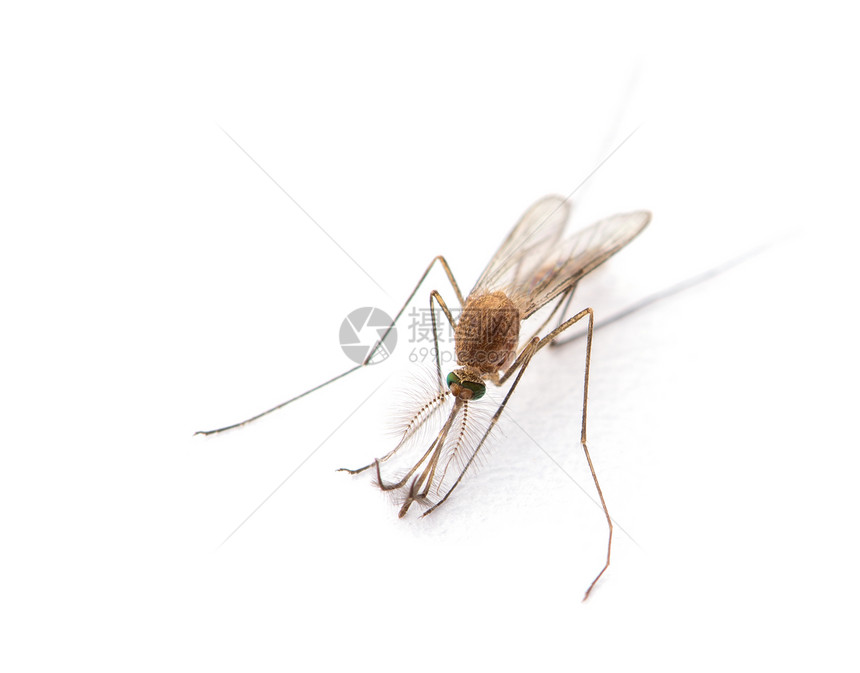 蚊子的超级巨人孤立在白色图片