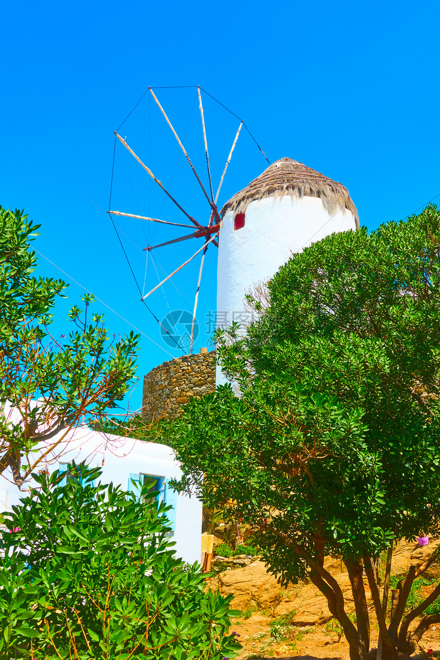希腊米科诺斯旧风车和橄榄园图片