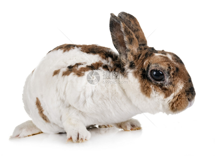 白色背景面前的雷克斯兔子图片