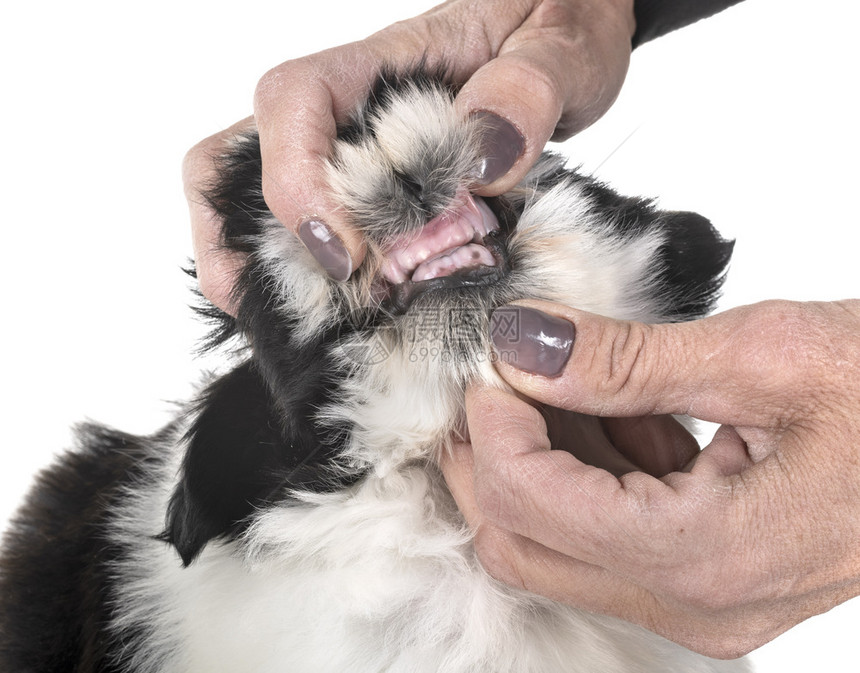 小狗shihtzu在白色背景面前露出牙齿图片