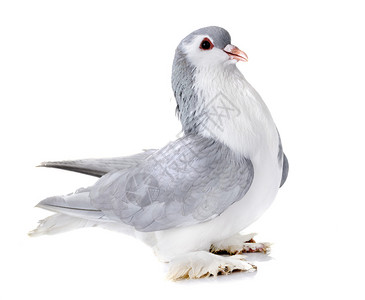 拉合尔鸽子在白色背景面前高清图片