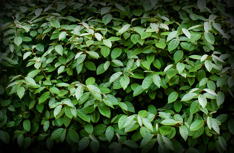 绿色叶子用于背景图片