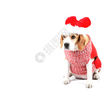 可爱的圣诞小狗图片