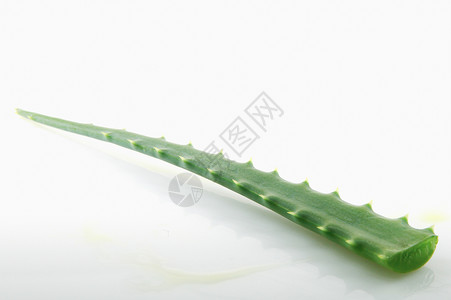 白色背景上的AloeVera高清图片