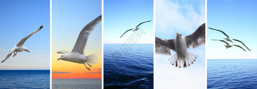 鸟类飞越海上的鸥一套智能手机HD169屏幕壁纸高清图片