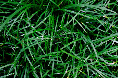 草原上新鲜的绿草图片