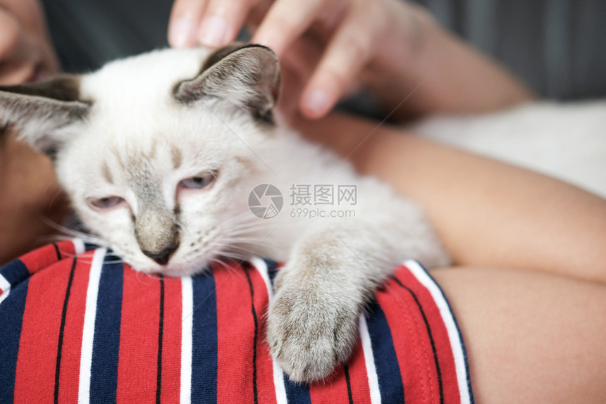 女人拥抱可爱猫友情动物人信任的朋友图片