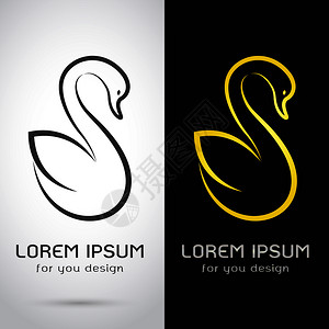 白色背景和黑的天鹅设计矢量图像Logo符号背景图片