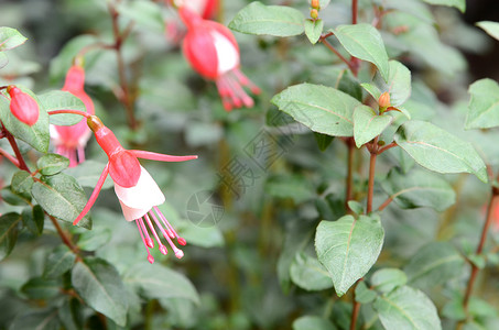 花园里美丽的粉Fuchsia花朵图片