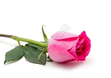 粉红玫瑰在白背景上被孤立图片