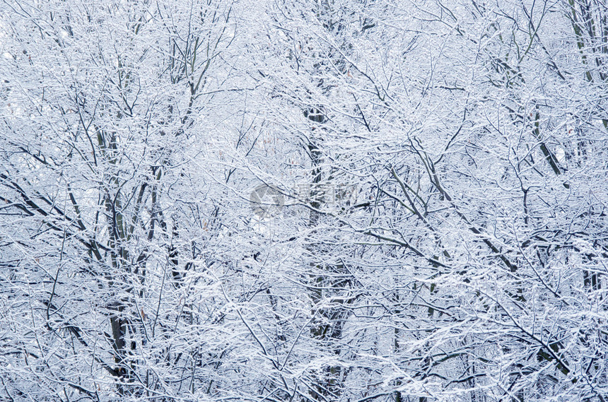 雪中的树枝图片