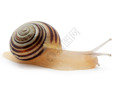 滑溜的白色背景上的蜗牛宏背景