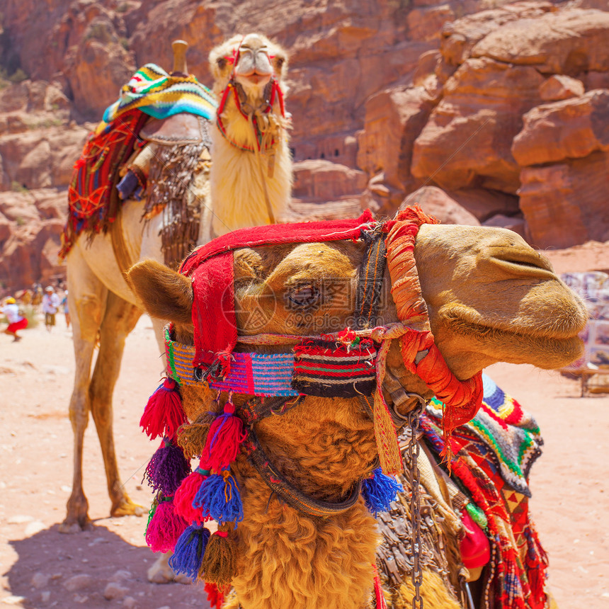 贝都因和尔斯克约丹州佩特拉的骆驼图片