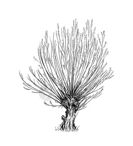 卡通dood画显示春时的宽叶或低落柳树叶为篮子或柳木修剪画柳树或图片