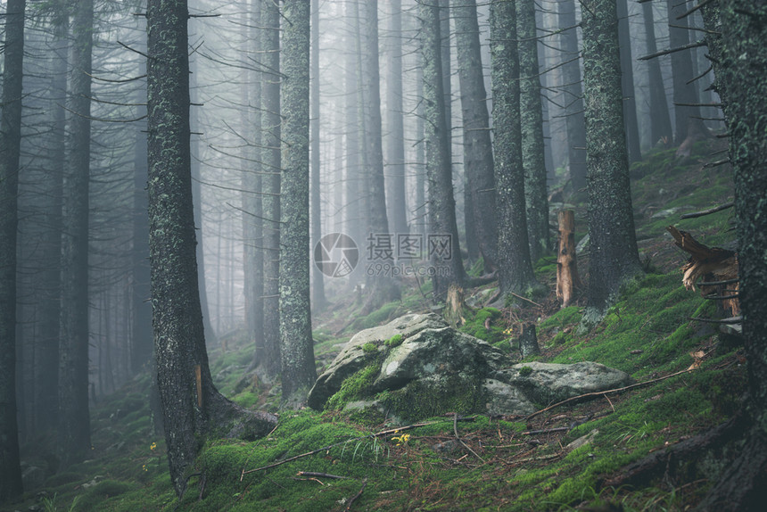 在雾云林地中漫步图片