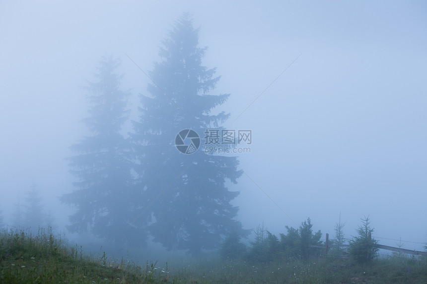 迷雾的风景与fir山林日出前对的全景图片