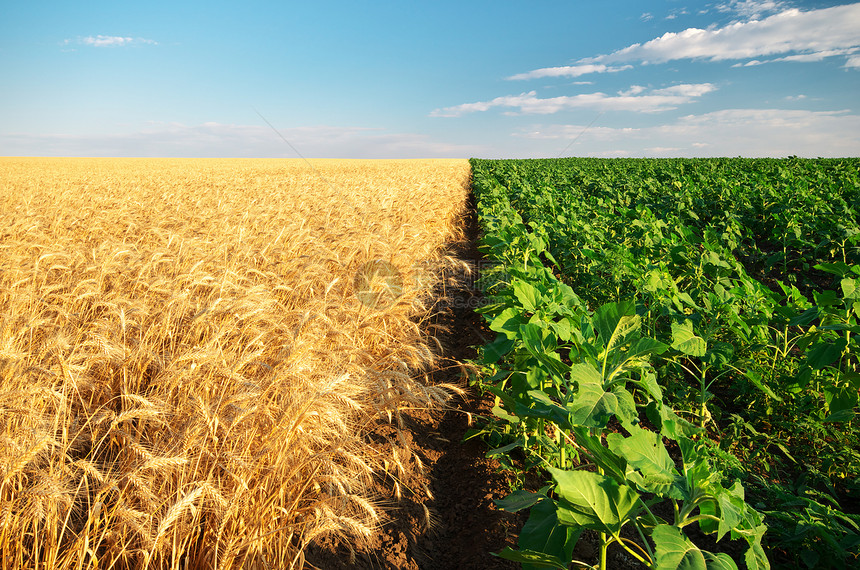 小麦和向日葵草原农业组成图片