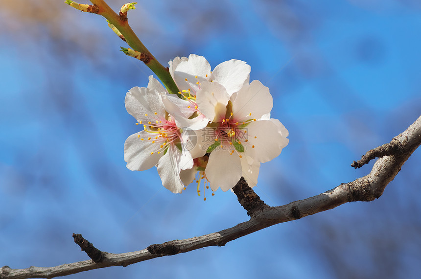 春杏的分支白花树自然成分图片