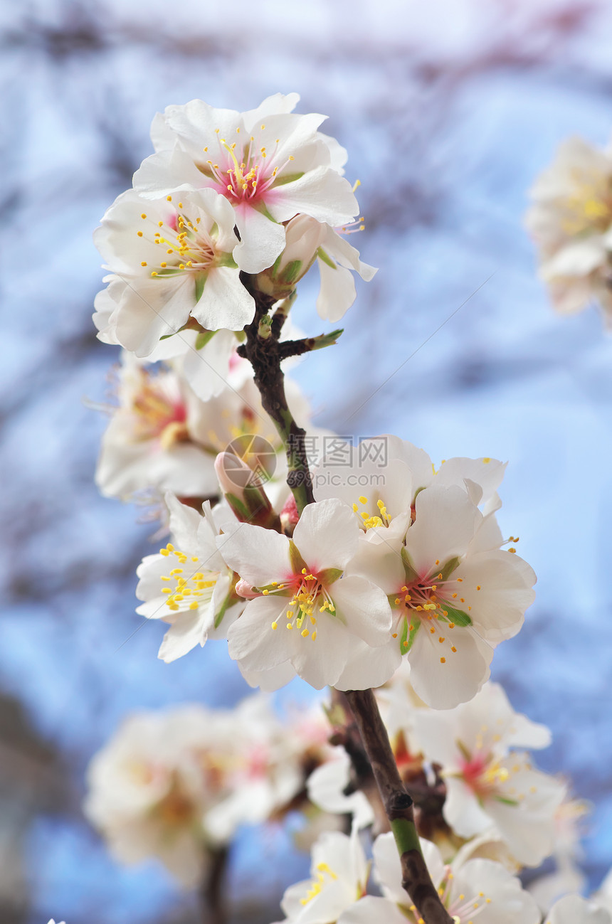 春杏的分支白花树自然成分图片