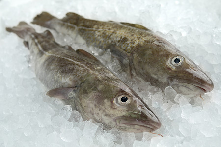 冰上的海鲜冰上新鲜生鳕鱼的对等背景