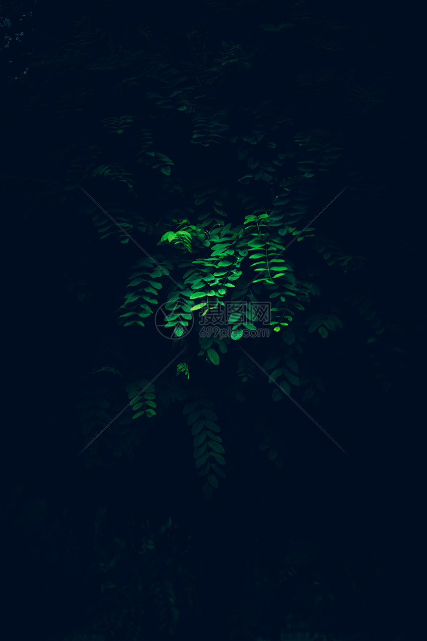 树丛的绿枝在黑暗神秘的灯光下大自然树叶丛林绿枝在神秘的灯光下图片