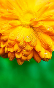 黄色花朵有湿瓣园背景Marigold图片