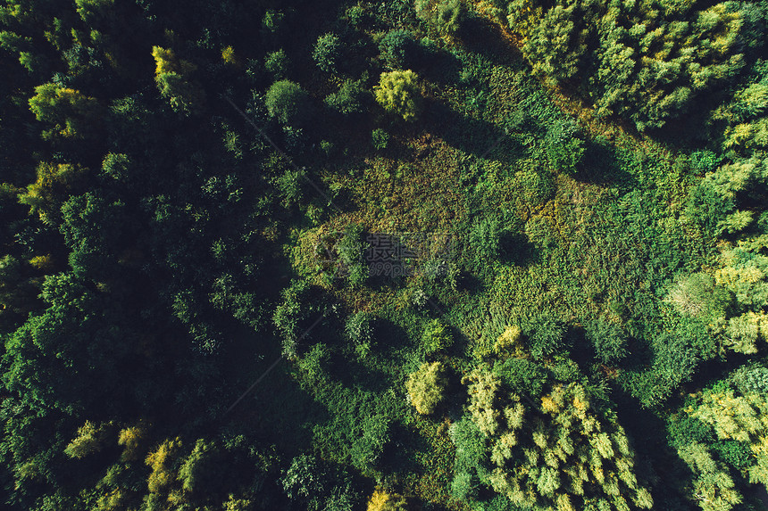 空中俯瞰绿色森林和草原图片