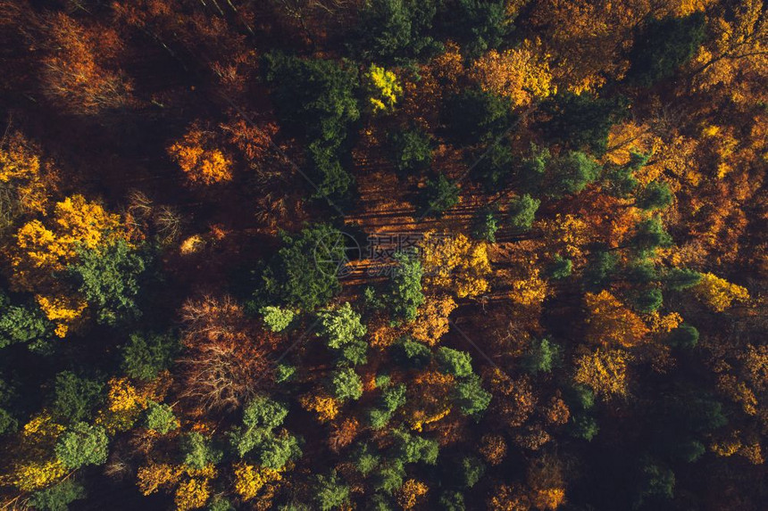 秋天森林从顶层看季节航空自然黄金秋天季森林从顶层看图片