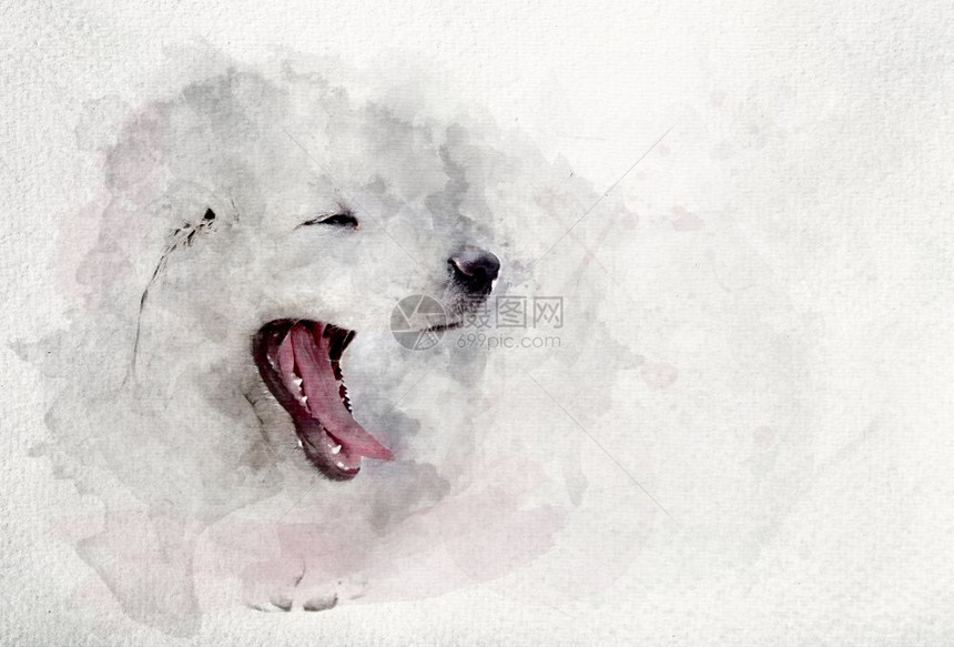 白小狗打哈欠的水彩图波兰塔特拉牧羊犬水彩图白小狗打哈欠的水彩图图片