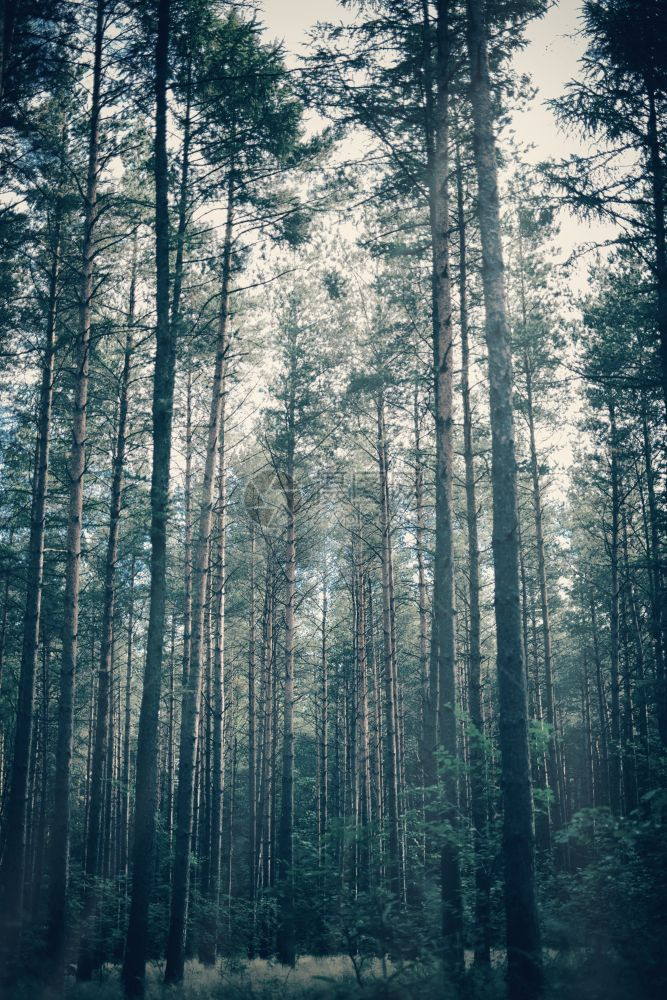 茂密的森林树木梦幻景象黑暗令人毛骨悚然的氛围茂密图片