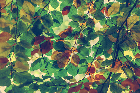 秋叶特写镜头有色秋叶的分枝在特结中秋叶的分枝背景背景