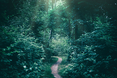 阳光照耀的黑暗森林中狭小路径光辉的大气自然图片