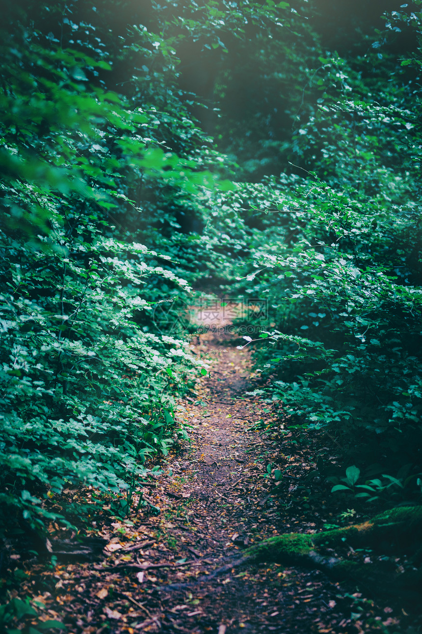 以阳光照亮的森林灌木狭小路径自然景观森林灌木的被污染狭窄路径图片
