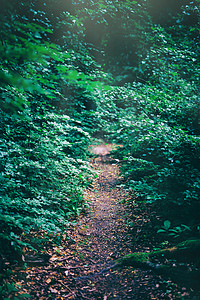 以阳光照亮的森林灌木狭小路径自然景观森林灌木的被污染狭窄路径图片