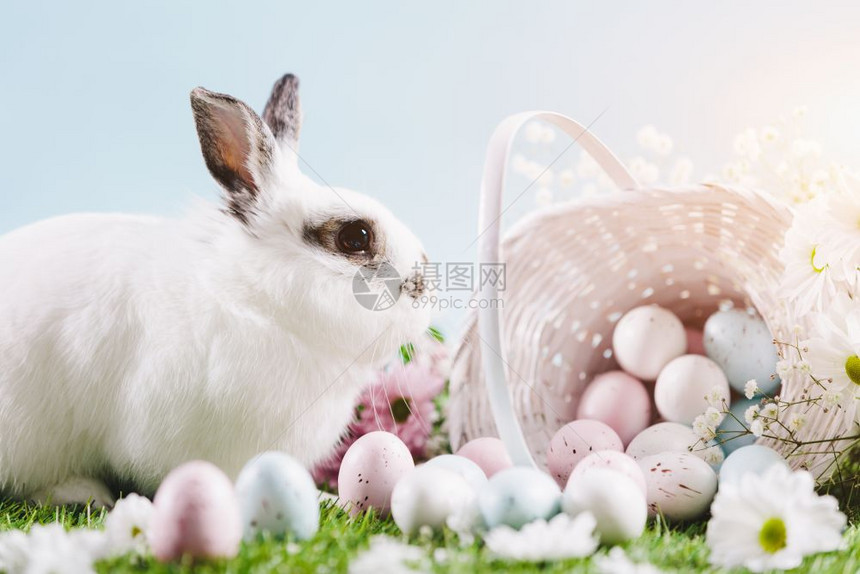 春季背景的白兔子和复活节鸡蛋装饰品传统假日春天白兔子和复活节鸡蛋装饰品图片