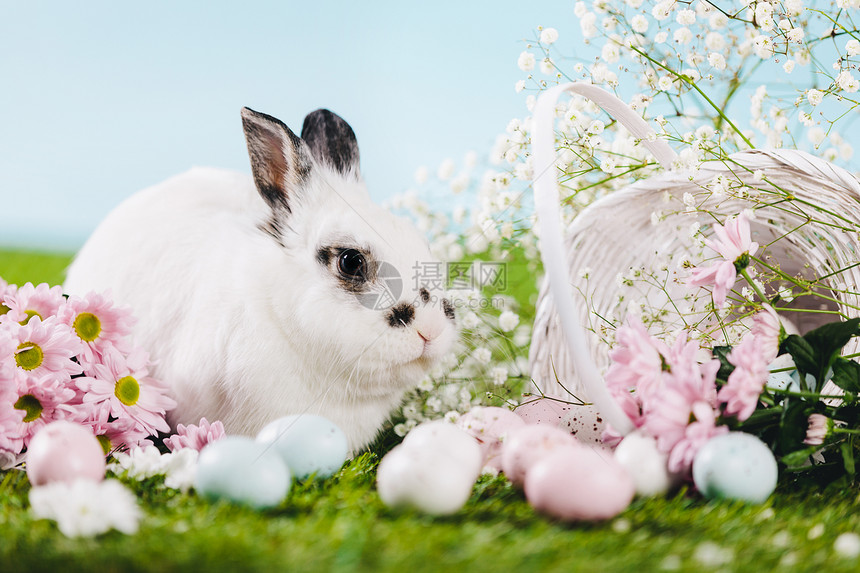 春天背景的兔子复活节装饰品象征和传统春天兔子复活节装饰品图片